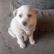 واگذاری سگ اشبیزتوله