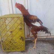 خروس لاری برا جوجه کشی