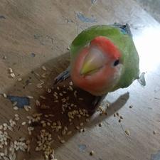 طوطی برزیلی رام