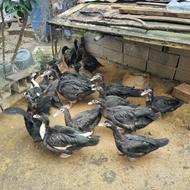 فروش اردک خارجی روسی نژاد درشت در سنین مختلف