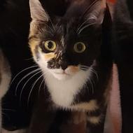 واگذاری گربه