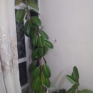 گل وگلدان گوش فیلی