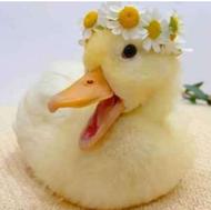 جوجه اردک ورامینی اصل