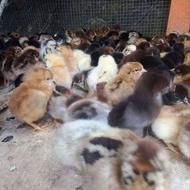 جوجه گلپایگان 10روزه