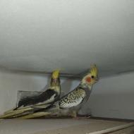 عروس هلندی بازی گوش