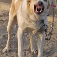 سگ آلابای روسی.نگهبان