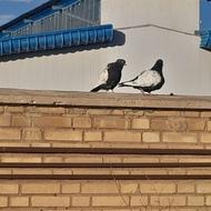 فروشی یک جفت کبوتر