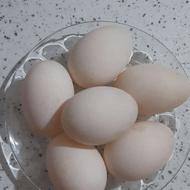 تخم اردک خوراکی و نطفه دار (شالیزاری )