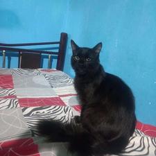 واگذاری دو گربه بغلی