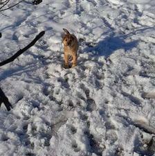 واگذاری سگ ماده سرابی