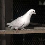 کبوتر پرشی خال قرمز