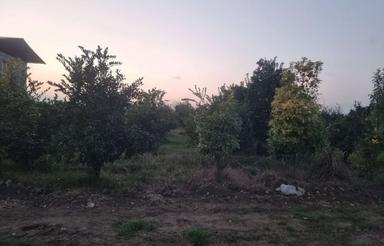 فروش زمین کشاورزی 2200 متر در پایین دسته رکن کلا