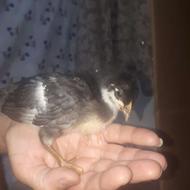 جوجه گلین ‌‌‌‌