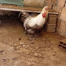 خروس پاپر صابونی اصیل