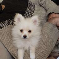 پامر خرسی روباهی