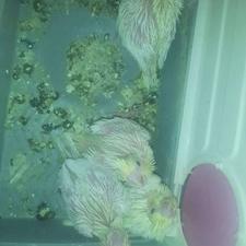 جوجه عروس هلندی