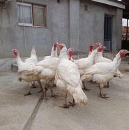 بوقلمون گوشتی