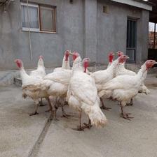 بوقلمون گوشتی