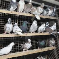 کبوتر غریبگیری پرشی