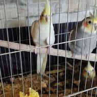 3عدد عروس هلندی بسیار زیبا با قفس