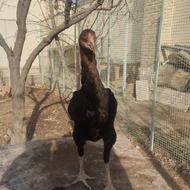 مرغ لاری سالم سرحال