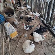 فروش غاز و اردک اسراییلی