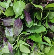 انواع سبزیجات آماده (سبزی محلی مازندران )