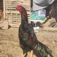 اوشامو ،لاری