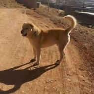 سگ سه ساله درشت