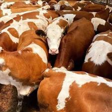 گوساله چاق سیمینتال