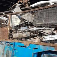 راننده نیسان