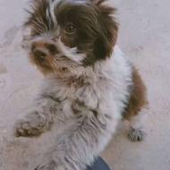 واگذاری سگ توله سگ میکس شیتزو و پیکینیز