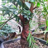 پالم واشنگتن تنه قرمز