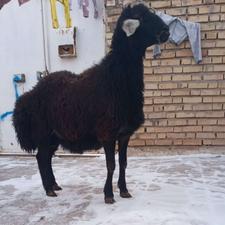 توخلو یک ساله چال برا دمارلیخ