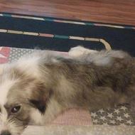 توله سگ شیتزو اصل 3ماه نیم ماده