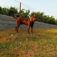 واگذاری پیتبول نگهبان