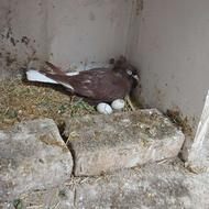 سرخ دم سفید