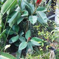 فیکوس سبز ریشه پرس