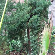 کاج ستاره ای ریشه پرس