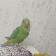 جوجه طوطی ملنگونرتقریبا رام