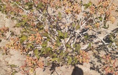 فروش چاه موتور کشاورزی پسته کاری شده 55 هکتار.چاه موتور دبست