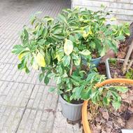 نارنج ابلق ریشه پرس