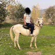 فروش اسب نریون