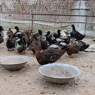 فروش 2 مدل اردک