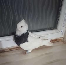 کبوتر طوقی ماده