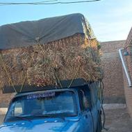 علف سر پیاز پرس شده