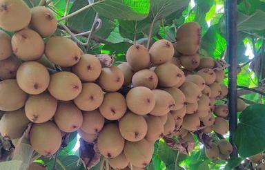 باغ کیوی 8ساله