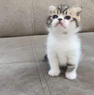 گربه اسکاتیش فولد