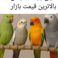 خریدار. انواع طوطی به بالاترین قیمت در پرنده سرای ابوالفضل