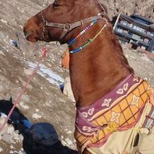 اسب کرد 5دنگ